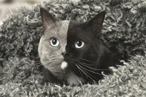 Contrasts: British shorthair cat with two tone face indoors
