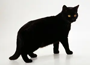 Supernatural: BRITISH SHORTHAIR CAT - side view