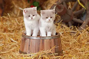 Bucket: British shorthair cats, two kittens, 10 weeks, lilac-white