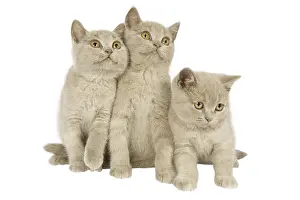 Litters: British shorthair cats in the studio
