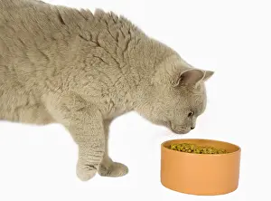 Cans: British shorthair eating croquettes