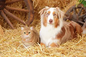 Chair: British Shorthair, female, and Australian Shepherd