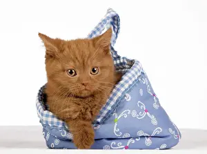 Shorthair: British Shorthair itten getting out of a blue cloth
