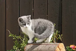 Block: British shorthair kitten, 10 weeks old, standing