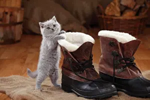 Shoe: British Shorthair, kitten, blue, 8 weeks, standing