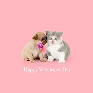 Text: British shorthair kitten sitting with chihuahua