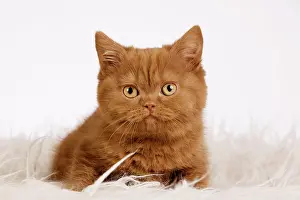Shag: British Shorthair kitten sitting on a shag