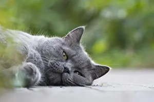 Tomcat: British Shorthair, Male, Lying, Pet portrait, Hesse