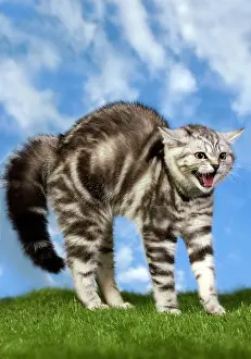 Stance: British Shorthair Silver Tabby Cat