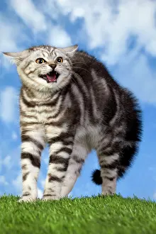 Stance: British Shorthair Silver Tabby Cat