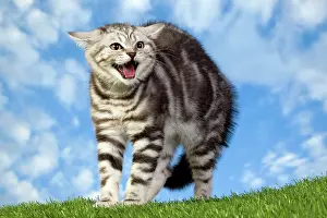 Stance: British Shorthair Silver Tabby Cat