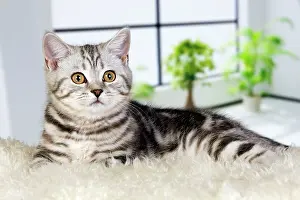 Rugs: British Shorthair Silver Tabby Cat