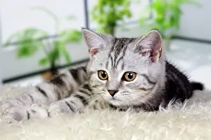 Rugs: British Shorthair Silver Tabby Cat