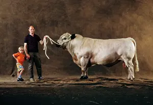 Yann Arthus-bertrand: British White Cattle - bull