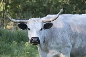 Norfolk: British White cattle cow - Norfolk UK