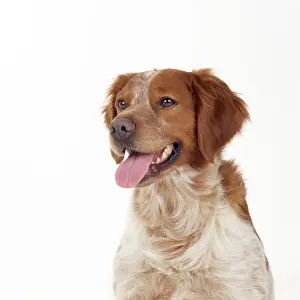 Epagneul: BRITTANY DOG - Close up head