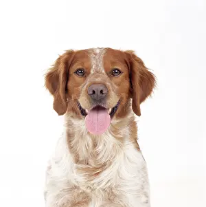 Epagneul: BRITTANY DOG - Close up head