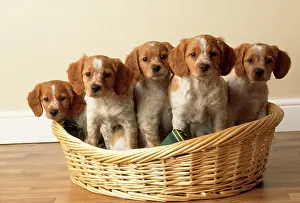 Epagneul: Brittany Dog - puppies