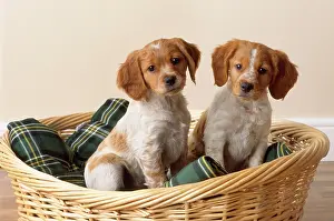Epagneul: Brittany Dog - puppies in basket