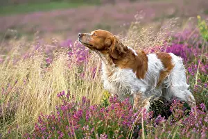 Sniff: Brittany Dog - sniffing the air