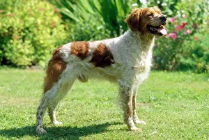 Epagneul: BRITTANY DOG - STANDING SIDE ON