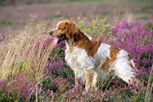 Epagneul: BRITTANY DOG - side view in heath