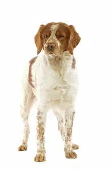 Epagneul: Brittany / Epagneul Breton DOG