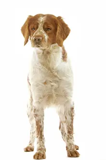 Epagneul: Brittany / Epagneul Breton DOG