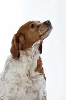Epagneul: Brittany / Epagneul Breton DOG - female