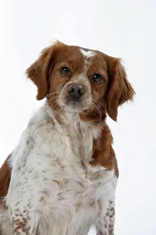 Epagneul: Brittany / Epagneul Breton DOG - female