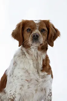 Epagneul: Brittany / Epagneul Breton DOG - female