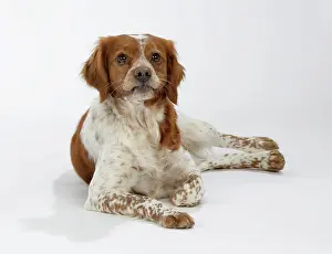 Epagneul: Brittany / Epagneul Breton DOG - female lying down