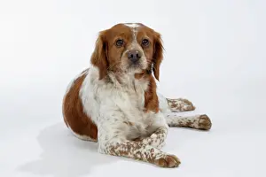 Epagneul: Brittany / Epagneul Breton DOG - female lying