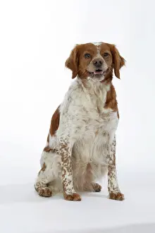 Epagneul: Brittany / Epagneul Breton DOG - female, sitting
