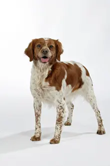 Epagneul: Brittany / Epagneul Breton DOG - female standing