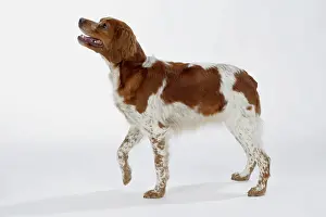 Epagneul: Brittany / Epagneul Breton DOG - female standing, side view