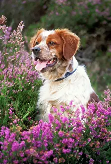 Epagneul: BRITTANY / Epagneul Breton DOG - in heather