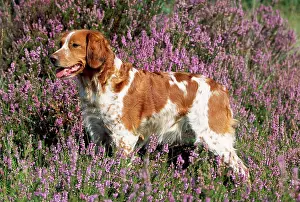 Epagneul: Brittany / Epagneul Breton Dog - in heather