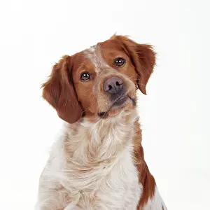 Pricked: BRITTANY / Epagneul Breton - head on side. Dog