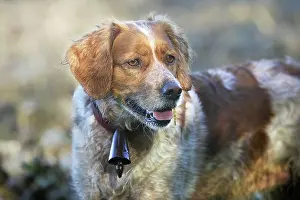 Epagneul: Brittany Spaniel - with bell around neck