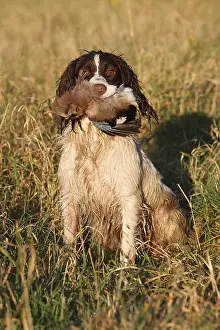 Hunted: Brittany spaniel bringing back a European Jay GB