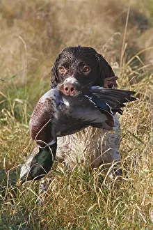 Hunted: Brittany spaniel bringing back a Mallard GB