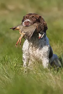 Bringing: Brittany spaniel bringing back a Red-legged partridge GB