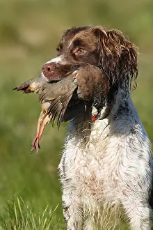 Bringing: Brittany spaniel bringing back a Red-legged partridge GB