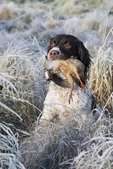 Bringing: Brittany spaniel bringing back a Red-legged partridge GB