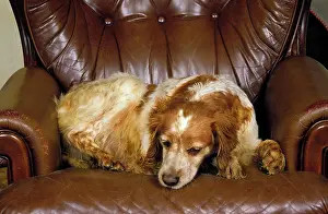Depression: Brittany Spaniel Dog, Female sleeping on Armchair