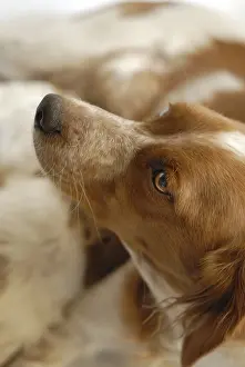Suck: Brittany Spaniel nursing