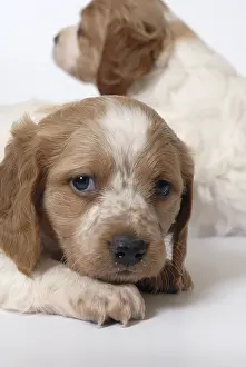 Litters: Brittany Spaniel puppies one month and a half