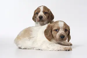 Litters: Brittany Spaniel puppies one month and a half