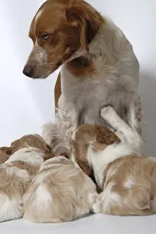 Litters: Brittany Spaniel puppies one month and a half sucking
